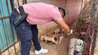 Buscan aumentar las sanciones por maltrato animal en Campeche: proponen 12 años de prisión y multa de 80 mil pesos