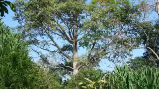 La ceiba o yaaxché, simboliza la conexión entre los tres niveles del universo el cielo, la tierra y el inframundo