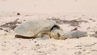 Perros ferales y domésticos, así como el hombre, no respetan las zonas de anidación de los quelonios