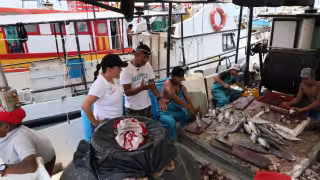 Temporada de captura de mero inicia con demoras: mal tiempo deja en tierra a más de 3 mil embarcaciones en Yucatán