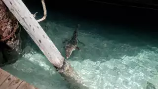 Hallan un cocodrilo en Playa Langosta en Cancún: VIDEO