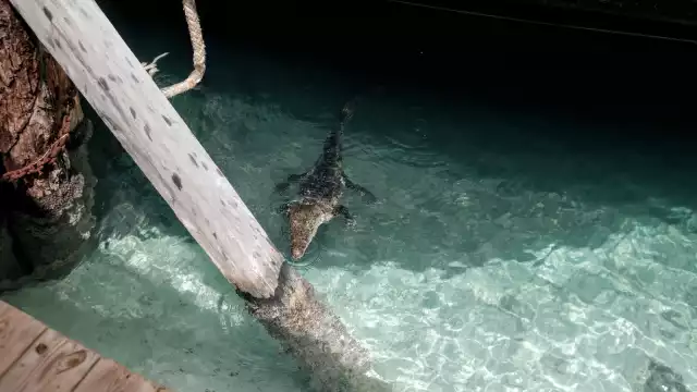 El cocodrilo se encuentra en el mar en Playa Langosta en Cancún