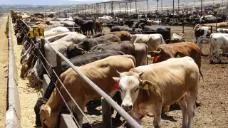 Yucatán registra su primer caso del gusano barrenador de ganado