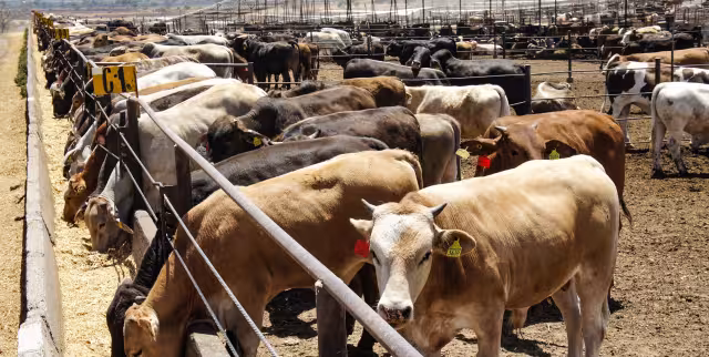 Se registra por primera vez la presencia de una plaga en ganado del estado de Yucatán