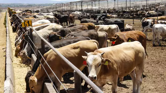 Se registra por primera vez la presencia de una plaga en ganado del estado de Yucatán