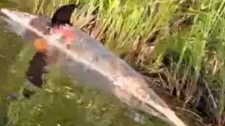 Hallan el cadáver de un delfín en el Río Hondo del municipio de Othón P. Blanco