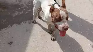 Vecinos de Escárcega capturan a pitbull agresivo que mató un perro callejero