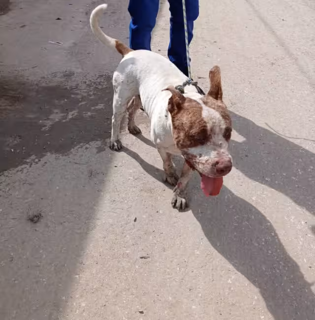 Vecinos de la colonia Centro capturaron a un perro Pitbull que había atacado y matado a un perro callejero