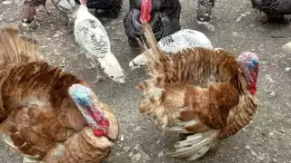  Ladronzuelos saquean casas en Sabancuy y se roban hasta los pavos de los patios   