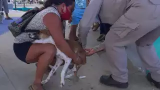 Dónde vacunar a tu mascota contra la rabia hoy lunes 28 de julio en Campeche