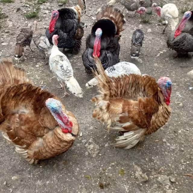 Los “amantes de lo ajeno” sí que le “volaron” las aves a la propietaria desde su patio. 