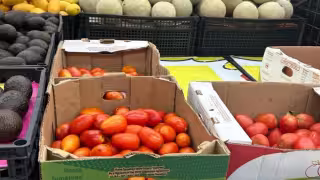 Jitomate alcanza hasta 62 pesos el kilo en Quintana Roo; consumidores reportan menor calidad