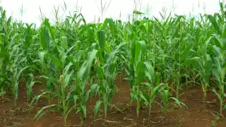 Lluvias han favorecido a cultivos de maíz, esperanzador panorama en Hopelchén