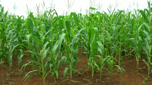 Los cultivos se han visto beneficiados.