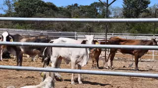 SDA coordina esfuerzos estatales y federales ante el avance del gusano barrenador