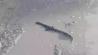 Al ser parte de la fauna de los manglares y zonas llenas de agua, estos animales suelen extender en ellos sus dominios