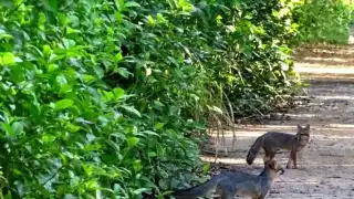 El zorro gris, o zorro yucateco, como también es conocido, actualmente se encuentra es un estado de vulnerabilidad