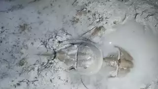 La población de la cacerolita de mar ha disminuido en un 75% en los últimos años