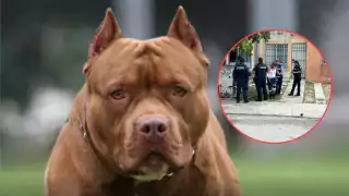 El animal dejó a la mujer con heridas en su brazo y pierna, por lo que fue atendida por paramédicos y después trasladada por un compañero de trabajo a un hospital