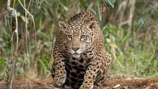 Las muertes de estos animales obligan a tomar medidas