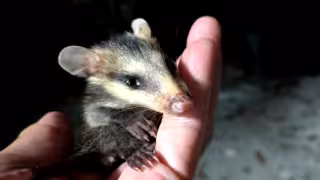 Señalaron que la mosca responsable de depositar las larvas continúa activa en la zona. Piden apoyo ciudadano para comprar malla y limitar el paso del insecto