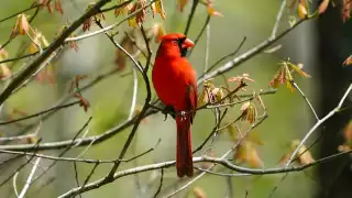 El aviturismo es la práctica que consiste en observar y estudiar a las aves