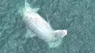 Hasta el momento se desconocen las causas del varamiento