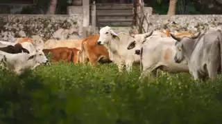 Detectan 28 nuevos casos de gusano barrenador de ganado en Yucatán; ya suman mil 121 contagios