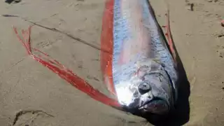 Pez remo aparece en playa de México, ¿Ocurrirá una catástrofe? 