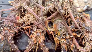 Registran inusual pesca de langosta en Playa del Carmen