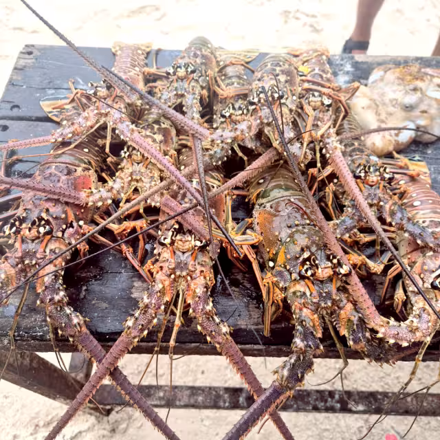 Lancheros dieron a conocer que tienen almacenados más de 200 kilos del crustáceo para la comercialización a 350 pesos