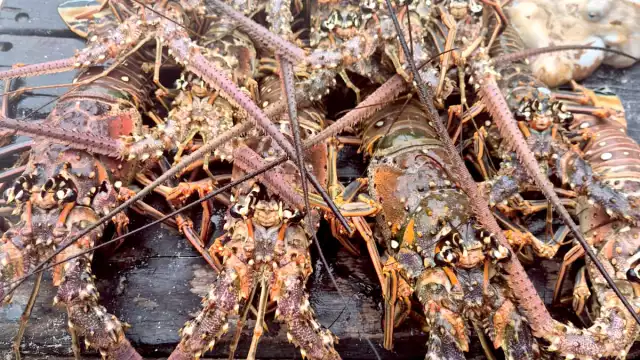 Lancheros dieron a conocer que tienen almacenados más de 200 kilos del crustáceo para la comercialización a 350 pesos