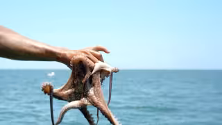 Precio del pulpo sube de 80 a 92 pesos en playa