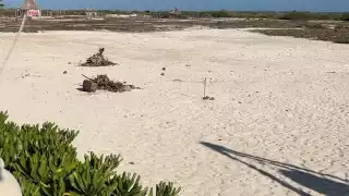 Semarnat  realiza un último pronunciamiento antes de que la situación en Sisal se salga de control