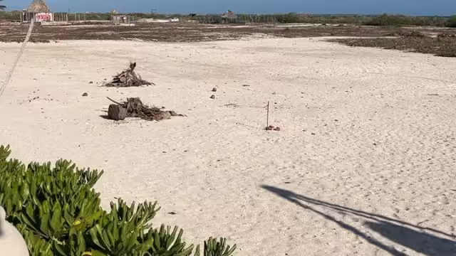 La Profepa priorizará la restauración de la zona afectada, el rescate de la palma chit, del manglar y del resto de la vegetación nativa