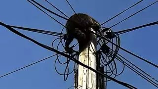 Piden no reubicar a los mapaches, sino respetar su hábitat natural.