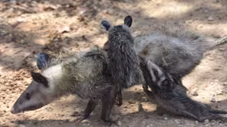 Aumentan los reportes ciudadanos para pedir la reubicación de los marsupiales vistos en calles