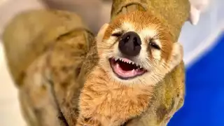 Expansión inmobiliaria y turística provocan más encuentros con fauna silvestre en Progreso