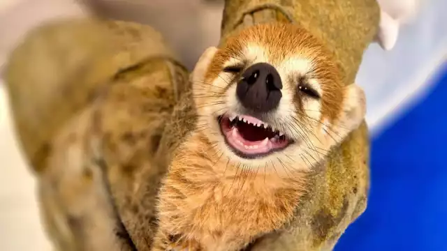 Asociaciones de protección animal y ambiental promueven campañas de concientización para fomentar la coexistencia responsable