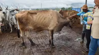 En Campeche hay alertas por los riesgos económicos del gusano barrenador tras la emergencia sanitaria en Guatemala