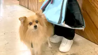 Turista de Guanajuato lleva a su perrita a Cancún  para conocer el mar