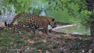Pérdida de selva obliga a jaguares y pumas a acercarse a ranchos de la Península de Yucatán