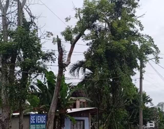 Un árbol de gran tamaño se quebró y al caer se quedó enredado en los cables de energía eléctrica