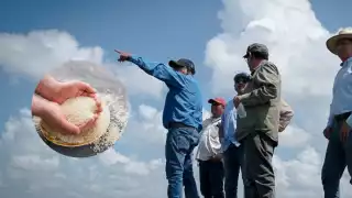 Lamentable, se desploma la producción de arroz en Campeche 