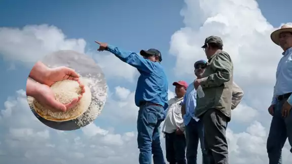 La producción hasta ahora no rebasa las 11 mil toneladas, en 2023 fue de casi 21 mil, y en 2022 se obtuvo 46 mil toneladas de arroz.