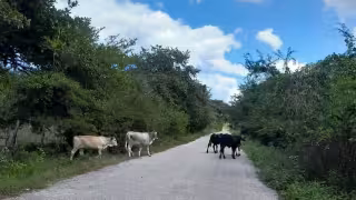 Vecinos de Calax denuncian riesgo por ganado suelto en carretera