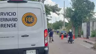 Perrita es atacada a las puertas de la vivienda de sus dueños en el barrio de Mejorada en Ticul