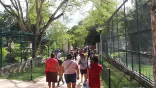 Profepa asegura un jaguar en el zoológico de Tizimín tras amputarle una pata