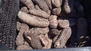 Secretaría de Marina desmantela 'sancochadero' de pepino de mar en la costa yucateca