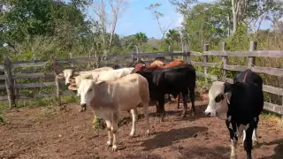 “Nos cerraron tarde el paso”, ganaderos de Campeche exigen acciones urgentes ante brote de Gusano Barrenador